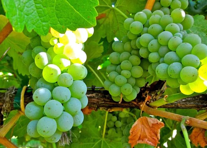 也有桑塞尔(sancerre)和普伊-富美(pouilly fume)的多种风味